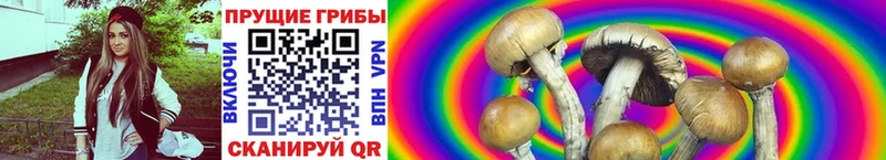 Псилоцибиновые грибы Psilocybe Краснокаменск